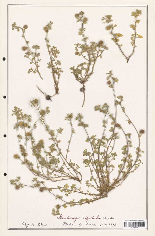 Medicago rigidula  (Fabaceae)