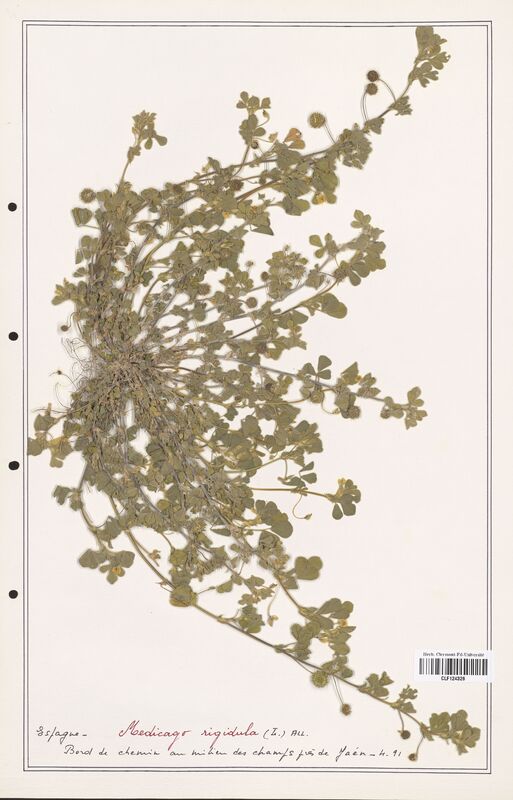 Medicago rigidula  (Fabaceae)