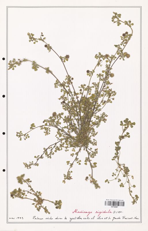 Medicago rigidula  (Fabaceae)