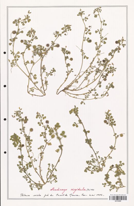 Medicago rigidula  (Fabaceae)