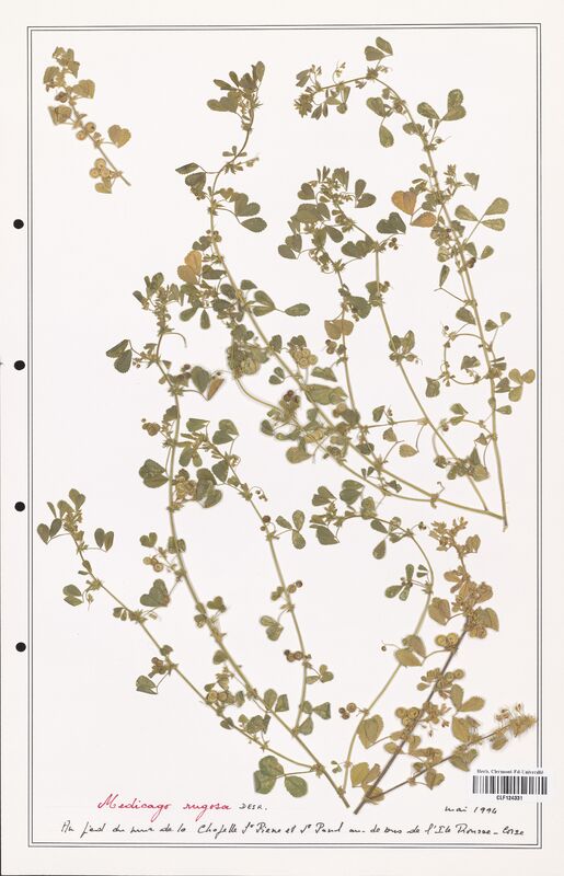 Medicago rugosa  (Fabaceae)