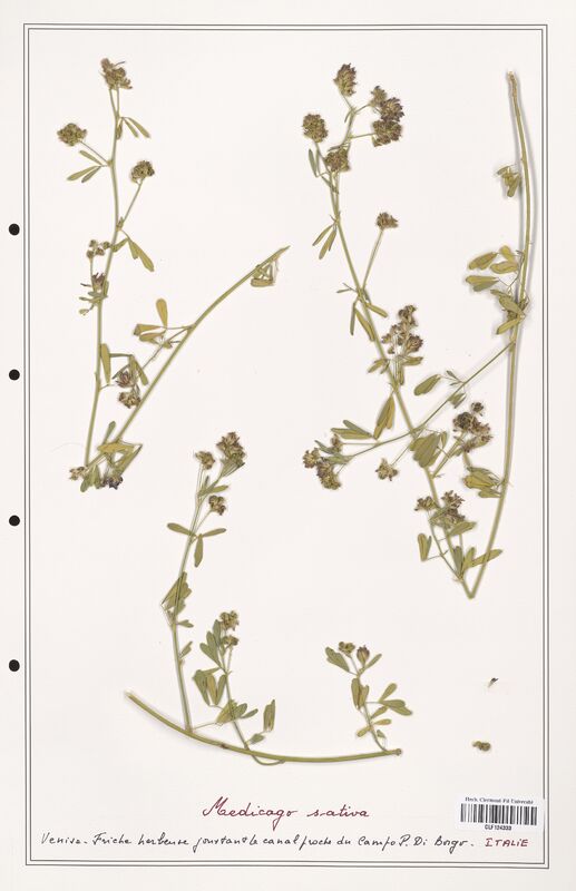 Medicago sativa  (Fabaceae)