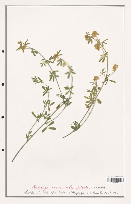 Medicago sativa  (Fabaceae)