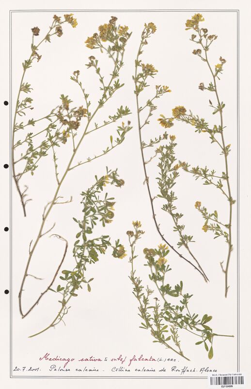 Medicago sativa  (Fabaceae)