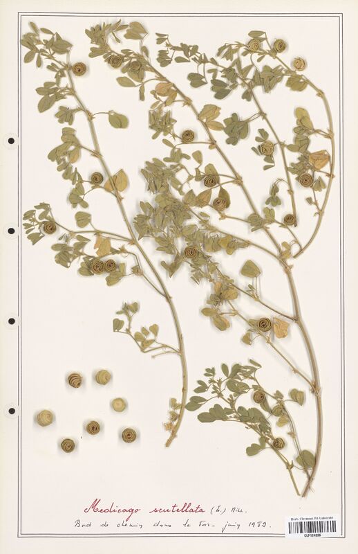 Medicago scutellata  (Fabaceae)