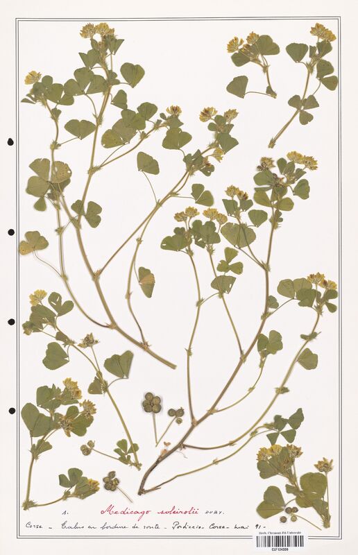 Medicago soleirolii  (Fabaceae)