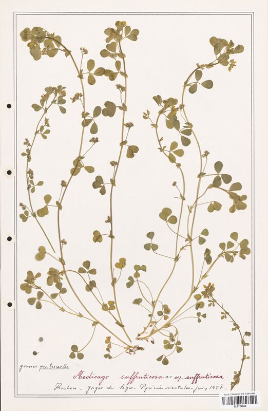 Medicago suffruticosa  (Fabaceae)