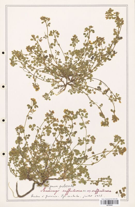 Medicago suffruticosa  (Fabaceae)