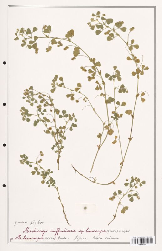 Medicago suffruticosa  (Fabaceae)