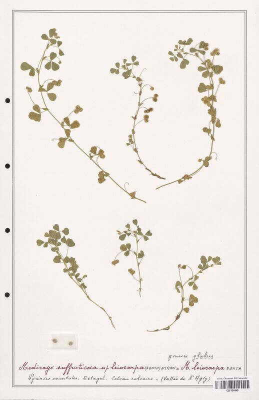 Medicago suffruticosa  (Fabaceae)