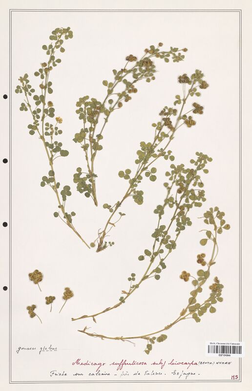 Medicago suffruticosa  (Fabaceae)