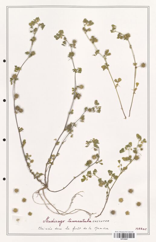 Medicago truncatula  (Fabaceae)