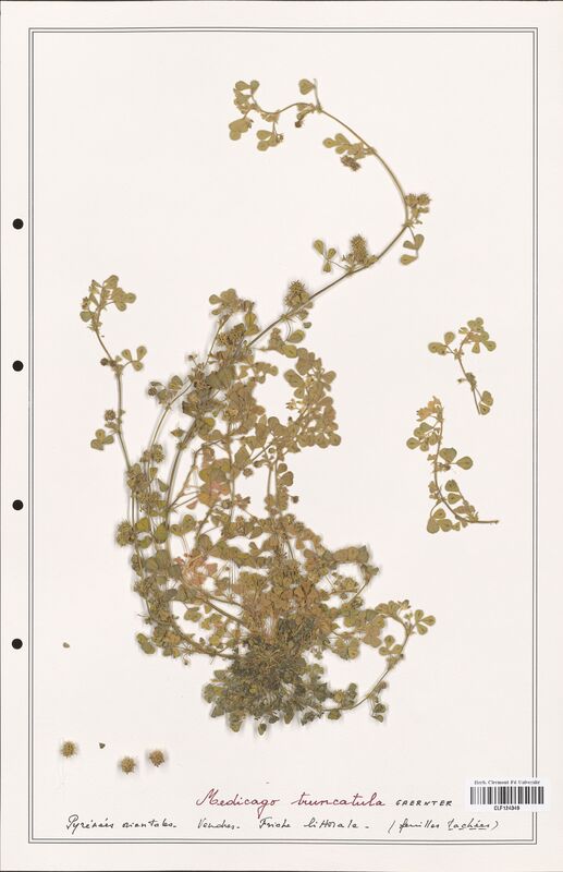 Medicago truncatula  (Fabaceae)