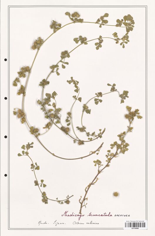 Medicago truncatula  (Fabaceae)