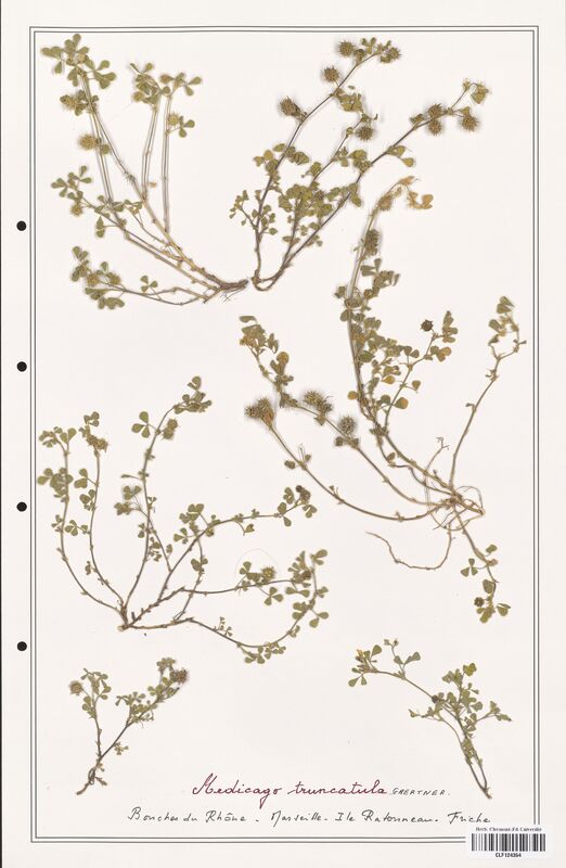 Medicago truncatula  (Fabaceae)