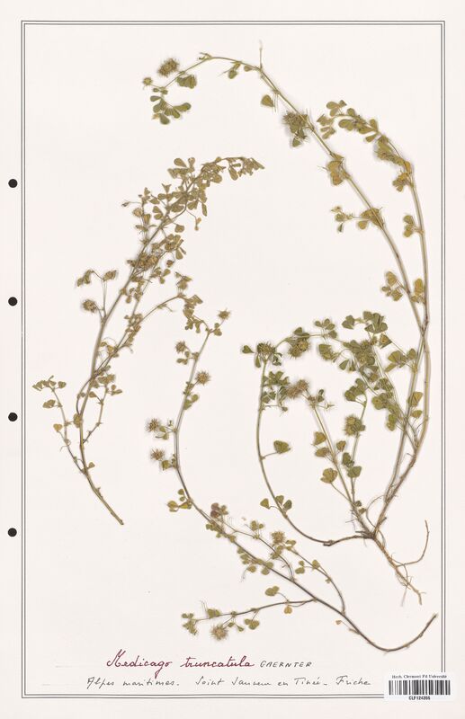 Medicago truncatula  (Fabaceae)