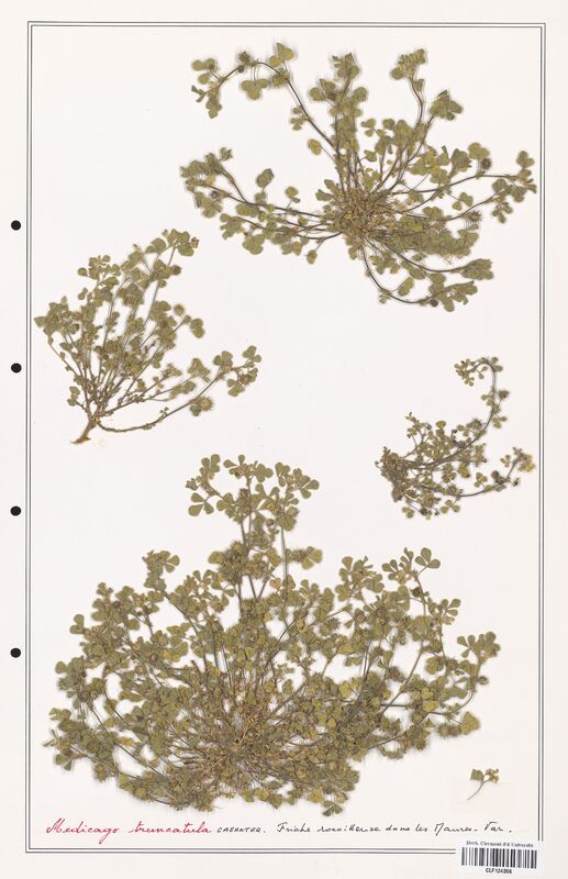 Medicago truncatula  (Fabaceae)