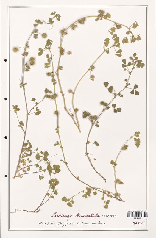 Medicago truncatula  (Fabaceae)