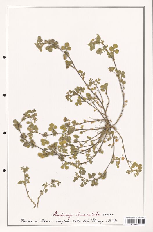 Medicago truncatula  (Fabaceae)