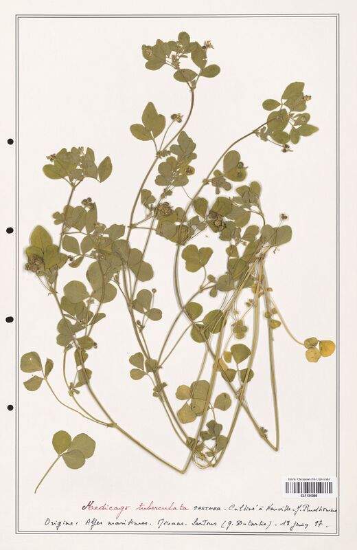 Medicago truncatula  (Fabaceae)