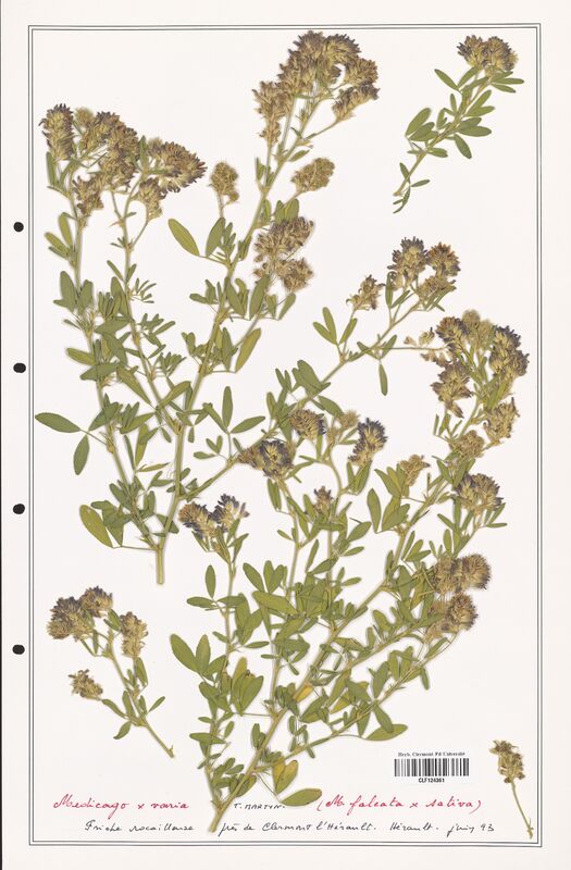 Medicago x_varia  (Fabaceae)