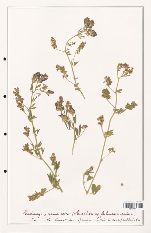 Medicago x_varia  (Fabaceae)