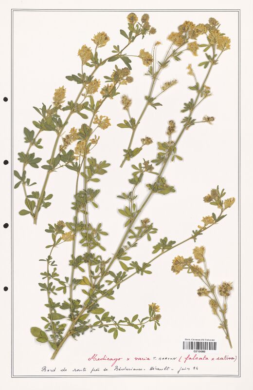 Medicago x_varia  (Fabaceae)