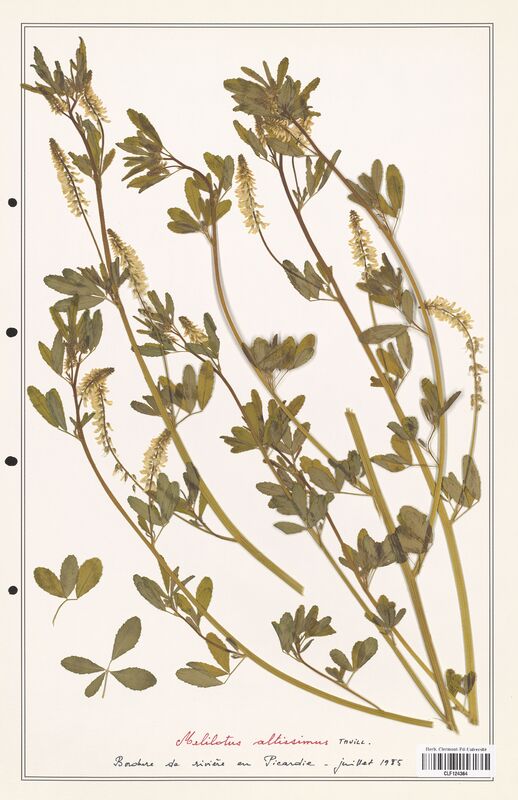 Melilotus altissimus  (Fabaceae)