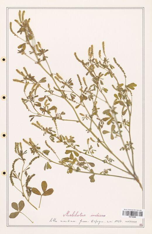 Melilotus indicus  (Fabaceae)