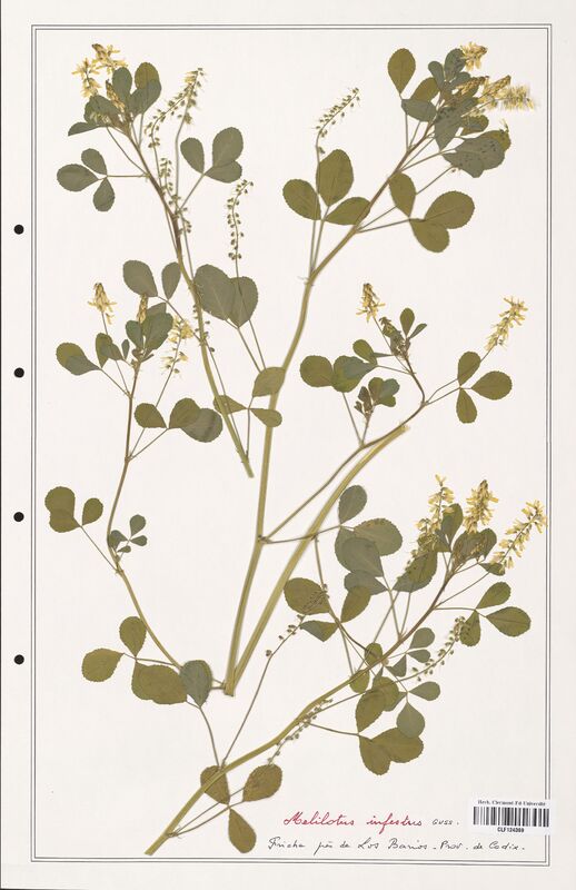 Melilotus infestrus  (Fabaceae)