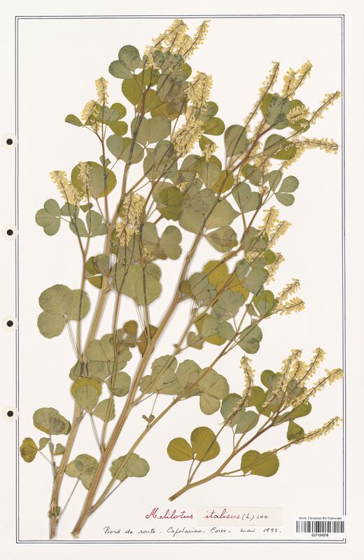 Melilotus italicus  (Fabaceae)