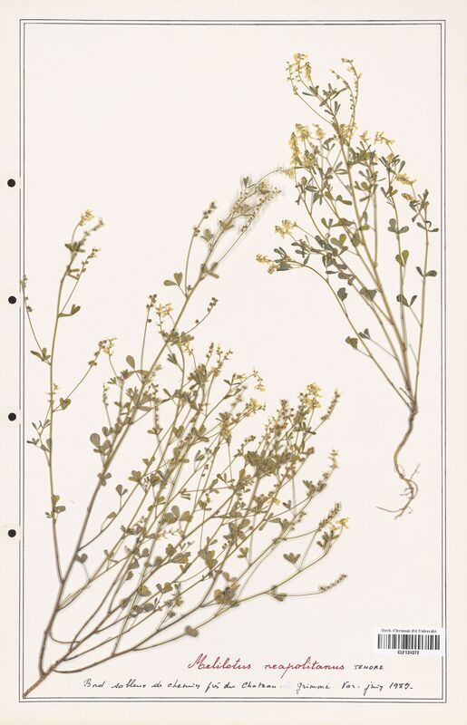 Melilotus neapolitanus  (Fabaceae)