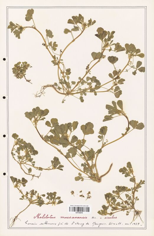 Melilotus messanensis  (Fabaceae)