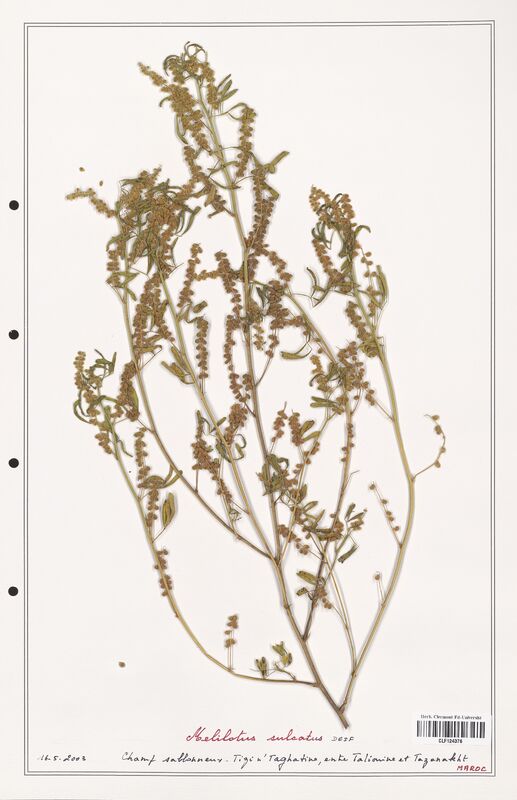 Melilotus sulcatus  (Fabaceae)