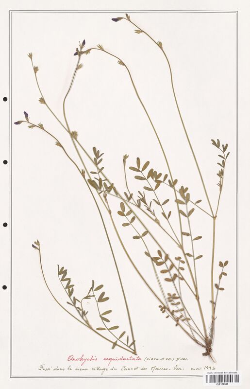 Onobrychis aequidentata  (Fabaceae)