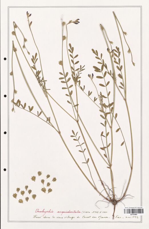 Onobrychis aequidentata  (Fabaceae)