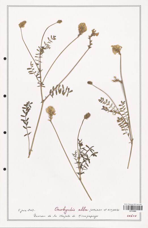 Onobrychis alba  (Fabaceae)