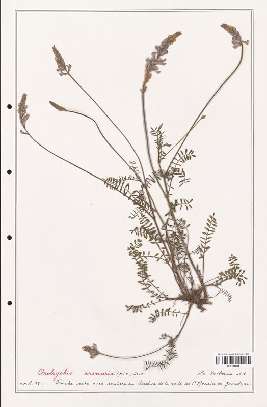 Onobrychis arenaria  (Fabaceae)