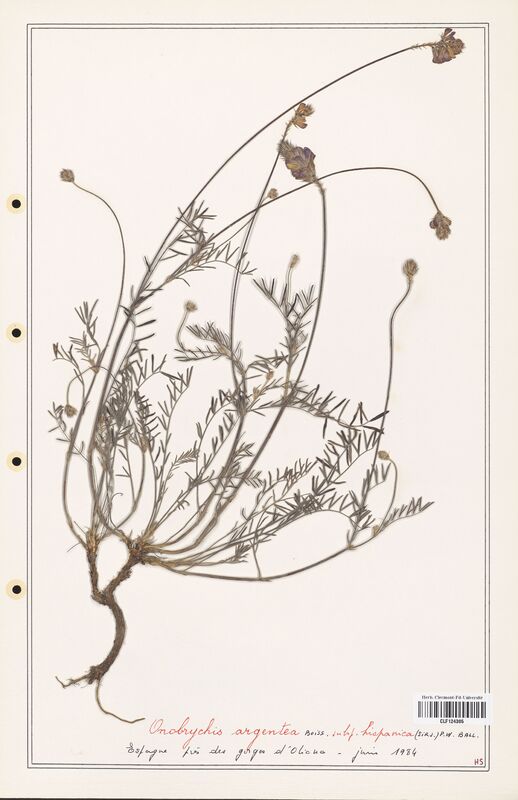 Onobrychis argentea  (Fabaceae)