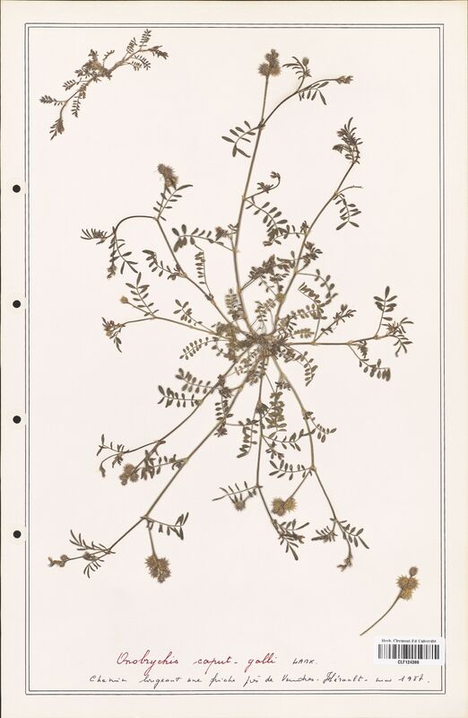 Onobrychis caput_galli  (Fabaceae)