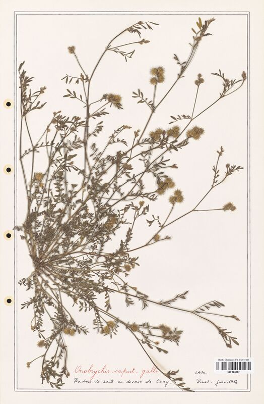 Onobrychis caput_galli  (Fabaceae)