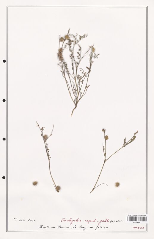 Onobrychis caput_galli  (Fabaceae)