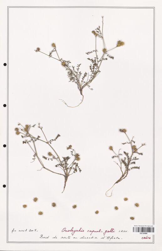 Onobrychis caput_galli  (Fabaceae)