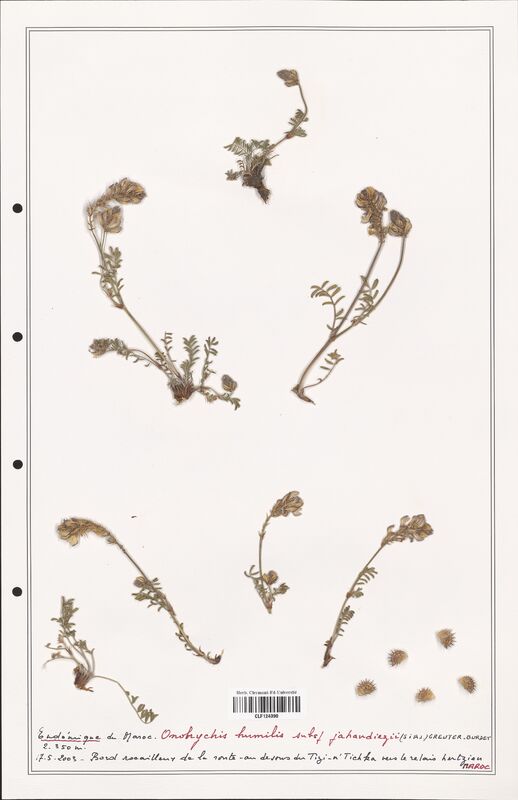 Onobrychis humilis  (Fabaceae)