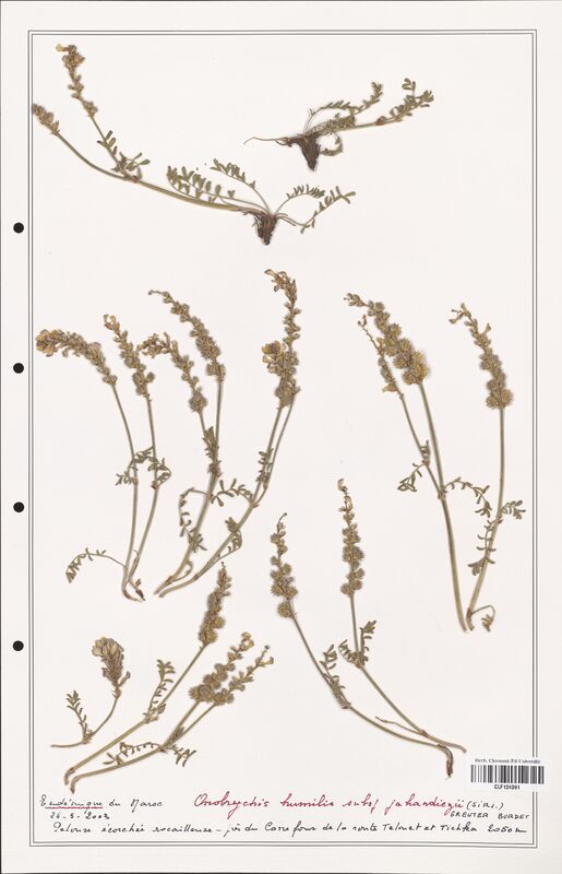 Onobrychis humilis  (Fabaceae)