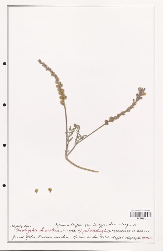 Onobrychis humilis  (Fabaceae)