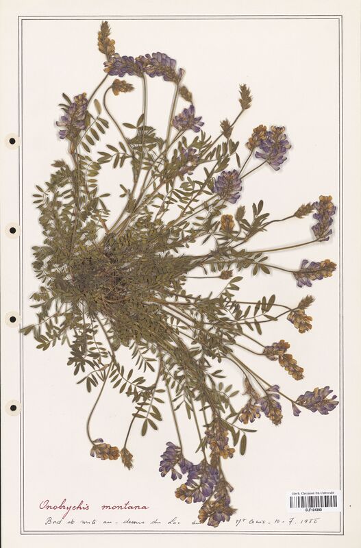 Onobrychis montana  (Fabaceae)