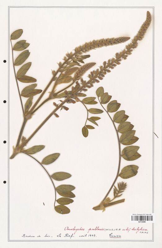 Onobrychis pallasii  (Fabaceae)