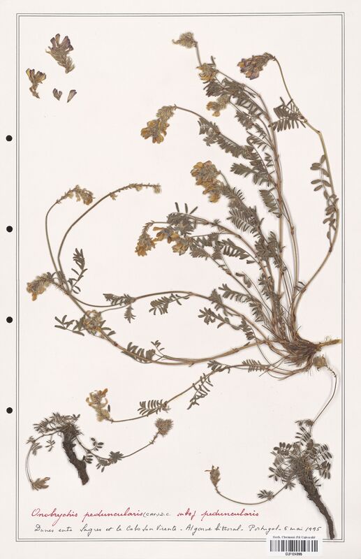 Onobrychis peduncularis  (Fabaceae)