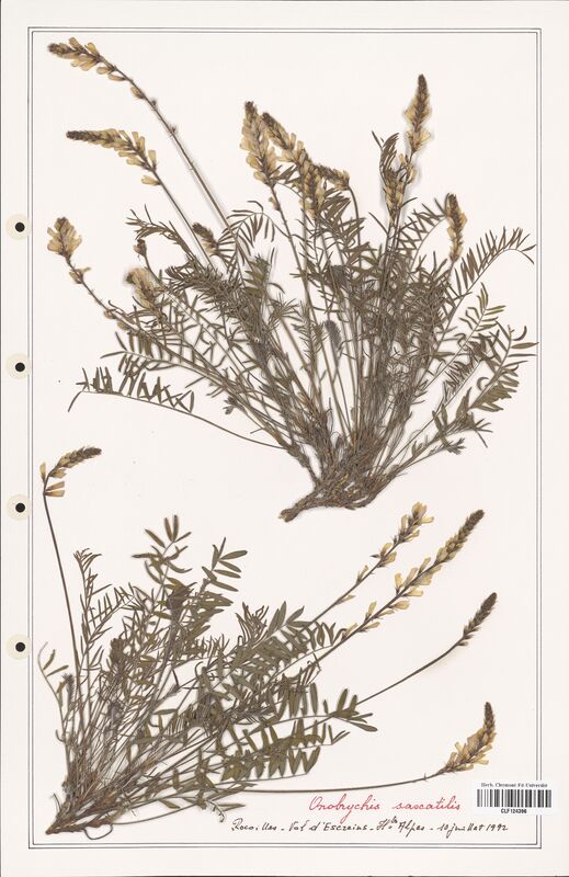 Onobrychis saxatilis  (Fabaceae)